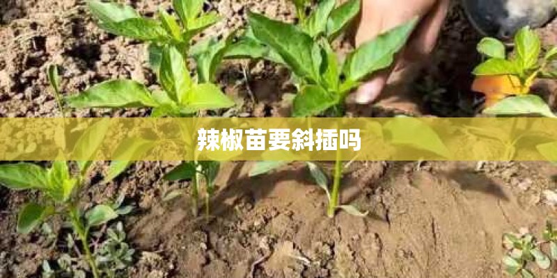 辣椒苗要斜插吗