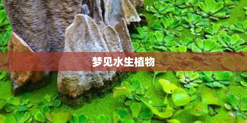 梦见水生植物