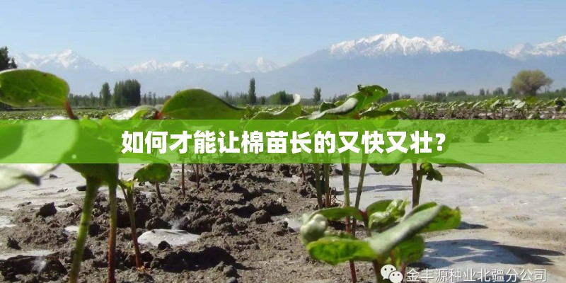 如何才能让棉苗长的又快又壮？