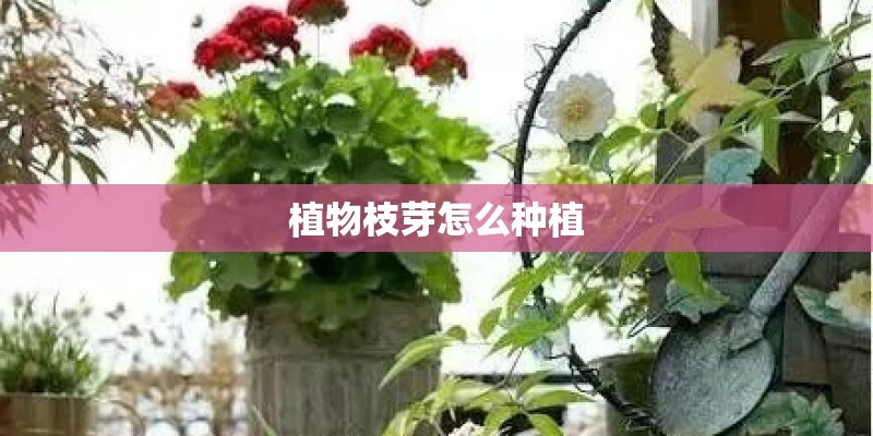植物枝芽怎么种植