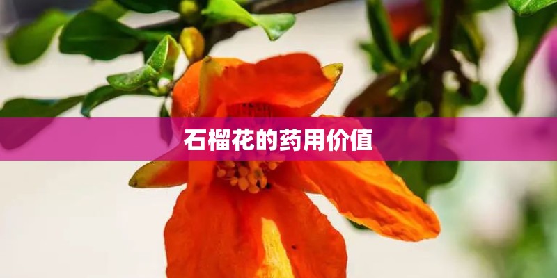 石榴花的药用价值