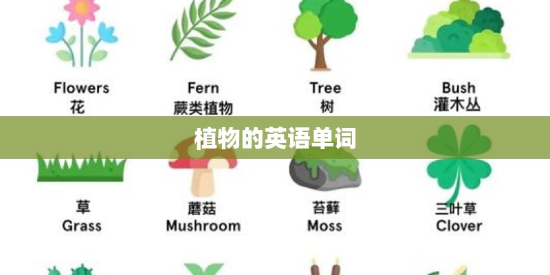 植物的英语单词