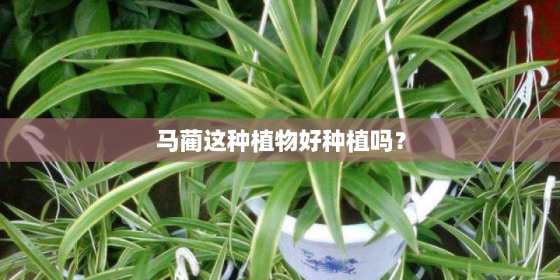 马蔺这种植物好种植吗？