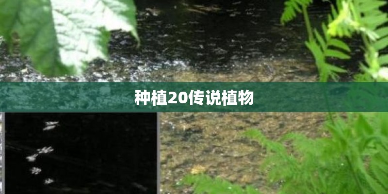种植20传说植物 种植20传说植物