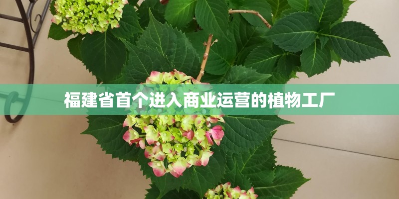 福建省首个进入商业运营的植物工厂