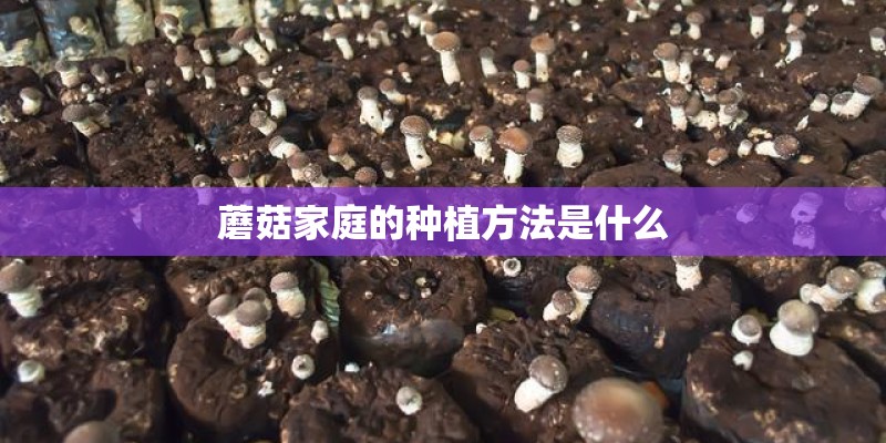 蘑菇家庭的种植方法是什么