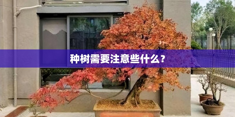 种树需要注意些什么？